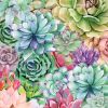 Succulents Paradise 2 White Framed Print Wall Art