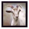 Up Close Goat Black Framed Print Wall Art