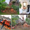 LED Pumpkin Lights, Halloween Pumpkin Lights for Party Halloween Decor - 7